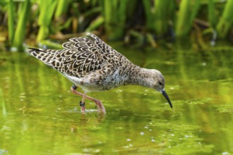 Bird foraging in the water between green vegetation, ruff (Calidris pugnax, Syn.: Philomachus