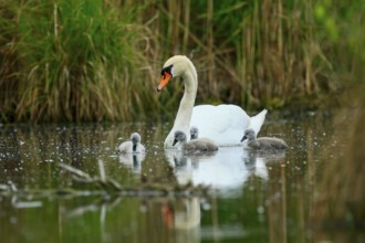 Swan with chicks swimming calmly on a pond, surrounded by grass and nature, Mute Swan, (cygnus