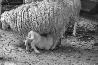 Forest sheep (Ovis aries), lamb suckling with its mother, game park, Bavaria, Germany