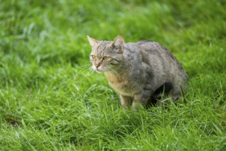 European wildcat (Felis silvestris silvestris) on a meadow, Hesse, Germany