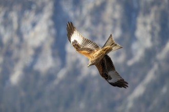 Red kite (Milvus milvus), in flight, Münster, Tyrol, Austria