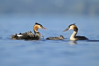 Great Crested Grebe (Podiceps Scalloped ribbonfish) pair feeding their offspring with fish, Lake