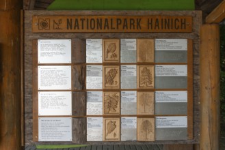 UNESCO World Heritage Site and Hainich National Park, explanations of the leaves and fruits of the