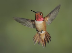 Rufous Hummingbird (Selasphorus rufus) male, British Columbia, Canada