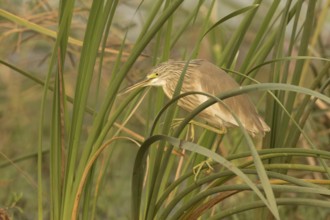 Squacco Heron (Ardeola ralloides), Gambia