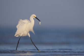 Snowy Egret (Egretta thula) with fish prey in beak, Florida, USA