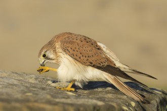 Nankeen Kestrel (Falco cenchroides), New South Wales, Australia