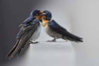 Pacific Swallow (Hirundo tahitica), Langkawi, Malaysia