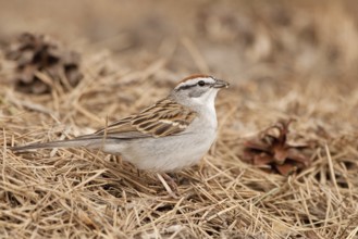 Chipping Sparrow (Spizella passerina), Michigan, USA