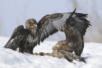 Common Buzzard (Buteo buteo), Mecklenburg-Western Pomerania, Germany