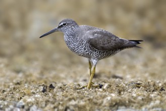 Wandering Tattler (Tringa incana), British Columbia, Canada