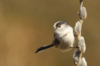 Long-tailed Tit (Aegithalos caudatus), Lower Saxony, Germany