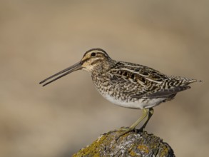 Common Snipe (Gallinago gallinago) perched on a rock, Iceland