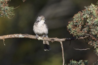 Striped Honeyeater (Plectorhyncha lanceolata), New South Wales, Australia