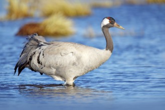 Common Crane, Grus grus, big bird in the nature habitat, Lake Hornborga, Sweden. Wildlife scene