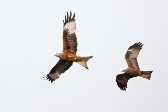 Red Kite & Black Kite (Milvus milvus & Milvus migrans) flying, Brandenburg, Germany
