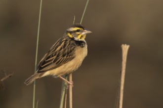 Black-breasted Weaver (Ploceus benghalensis) female, Darjeeling, India