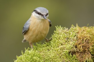 Eurasian Nuthatch (Sitta europaea), over moss, Castilla Leon, Spain