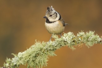 European Crested Tit (Lophophanes cristatus), perched on a branch, Galicia, Spain