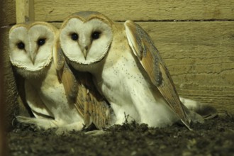 Western Barn Owl (Tyto alba) chicks, Lower Saxony, Germany