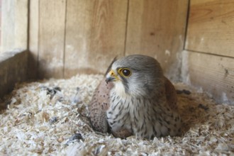 Common Kestrel (Falco tinnunculus) male, Lower Saxony, Germany