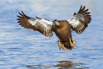 Pacific Black Duck (Anas superciliosa) flying, Victoria, Australia