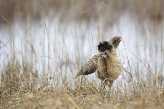 Eurasian Bittern (Botaurus stellaris), Burgenland, Austria