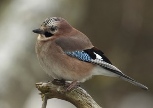 Eurasian Jay (Garrulus glandarius), Wales, United Kingdom