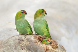 Purple-crowned Lorikeet (Parvipsitta porphyrocephala) pair, Victoria, Australia