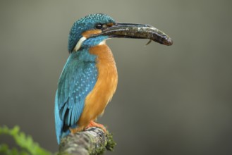 Common Kingfisher (Alcedo atthis) male perched on a branch with a fish in its beak, Lower Saxony,