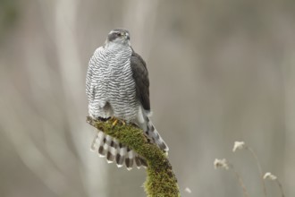 Northern Goshawk (Accipiter gentilis) female, Baden-Wuerttemberg, Germany