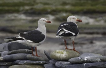 Dolphin Gull (Leucophaeus scoresbii), Falkland Islands