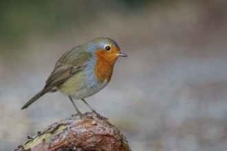 European Robin (Erithacus rubecula), North Rhine-Westphalia, Germany