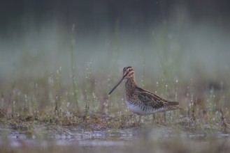 Common Snipe (Gallinago gallinago) foraging, North Rhine-Westphalia, Germany