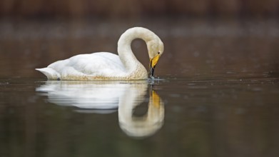 Whooper Swan (Cygnus cygnus), Saxony-Anhalt, Germany