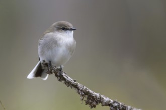 Jacky Winter (Microeca fascinans), Victoria, Australia