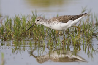 Marsh Sandpiper (Tringa stagnatilis), Cyprus