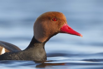 Red-crested Pochard (Netta rufina) male, Utrecht, Netherlands