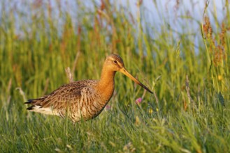 Black-tailed Godwit (Limosa limosa), Netherlands