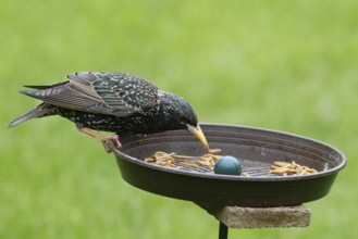 Common Starling (Sturnus vulgaris), Berlin, Germany