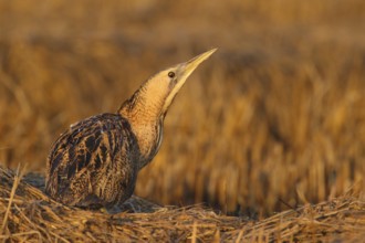 Eurasian Bittern (Botaurus stellaris), Lisbon, Portugal