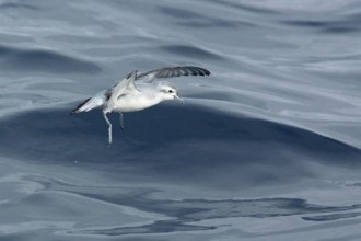 Fairy Prion (Pachyptila turtur) flying, Victoria, Australia