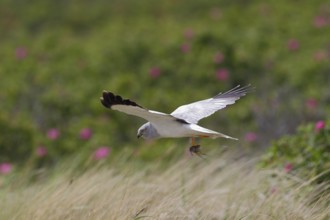 Kornweihe; lat. Circus cyaneus; adultes Männchen im Flug; mit Maus im Fang; am Dünenfuß mit