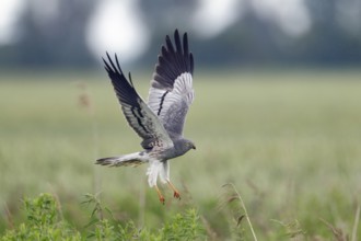 Wiesenweihe; lat. Circus pygargus; adultes Männchen aus Feuchtwiese auffliegend; Seitenansicht