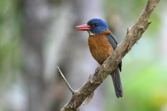 Green-backed Kingfisher (Actenoides monachus) male perched on a branch, Sulawesi Utara, Indonesia