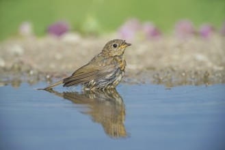 European Robin (Erithacus rubecula) juvenile at a waterhole, Aosta Valley, Italy