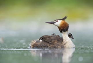 Great Crested Grebe (Podiceps cristatus) with chick, Piedmont, Italy