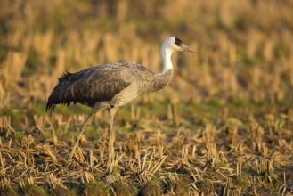Hooded Crane (Grus monacha) on field, Arasaki, Japan