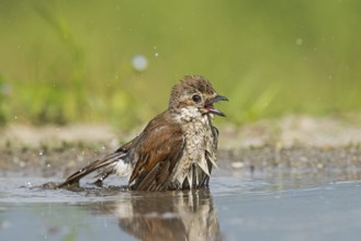Red-backed Shrike (Lanius collurio) female bathing, Aosta Valley, Italy