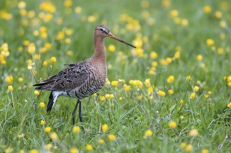 Black-tailed Godwit (Limosa limosa), Lower Saxony, Germany